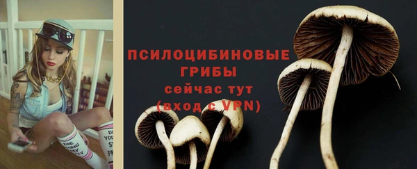 шишки Аркадак