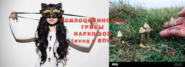 шишки Аркадак